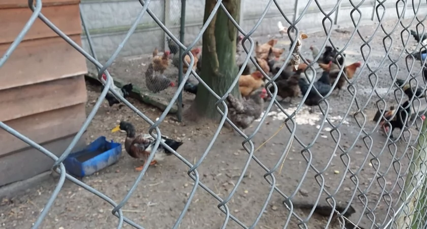 Siatka ogrodzeniowa ciągle numerem jeden wśród hodowców kur