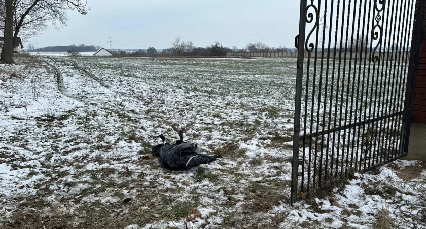 Sarna utknęła w płocie. Nie udało jej się uratować