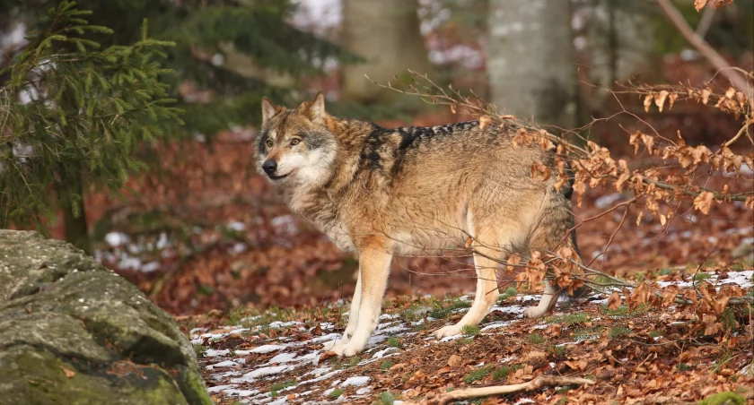 Wilk potrącony na drodze pod Łomżą. Początkowo myślano, że to pies