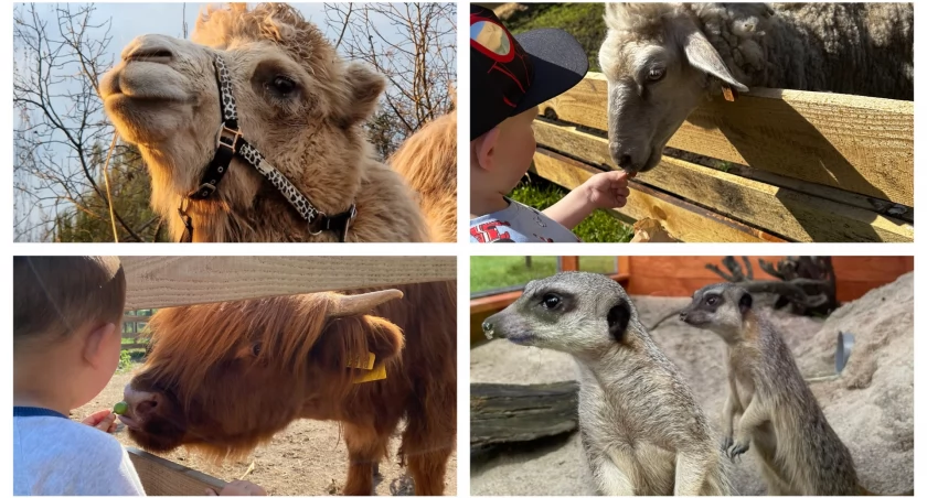 Rusza nowy sezon w jedynym kontaktowym Mini Zoo w Łomży! [FOTO]