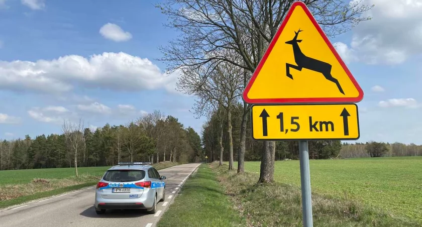Sarna wbiegła pod audi na DK63. Policja ostrzega przed dzikimi zwierzętami na drogach