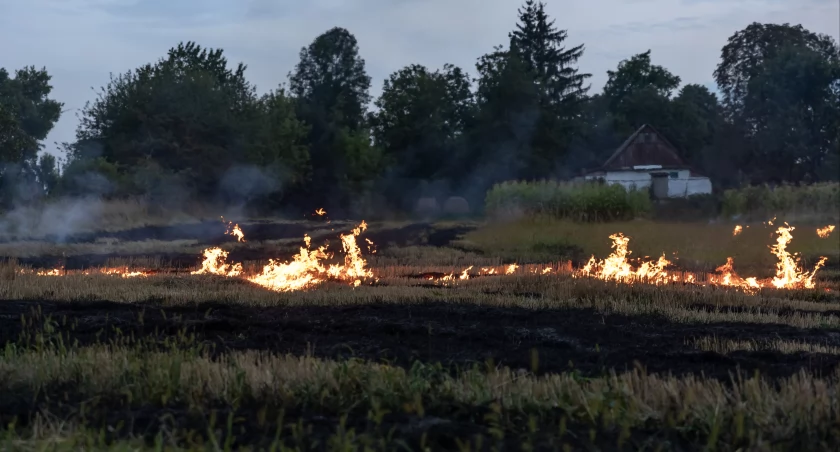 Policja bada trzy przypadki podpaleń łąk i lasów w naszym powiecie