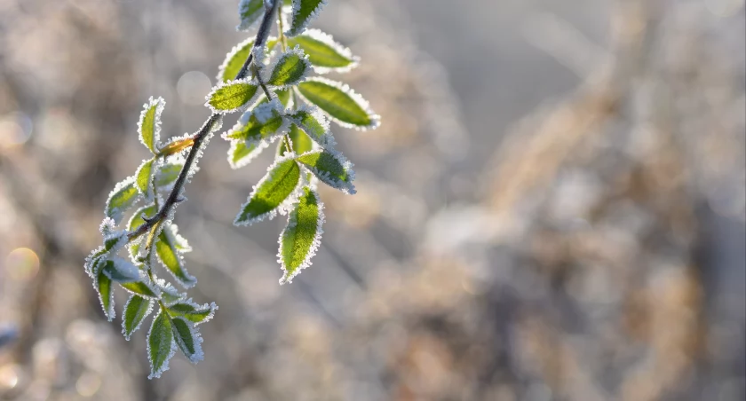 Najbliższy tydzień nie przyniesie ocieplenia