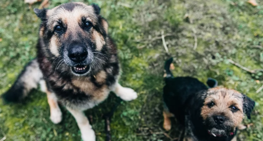 Nie spuszczaj z oka swojego pupila. Policja rusza w teren