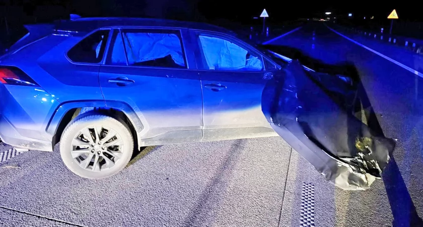 Wypadek na obwodnicy Łomży. Łoś wtargnął na ekspresówkę [FOTO]