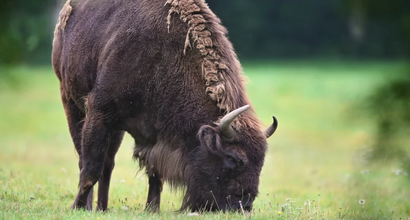 Nietypowy gość na terenie Nadleśnictwa Łomża [VIDEO]