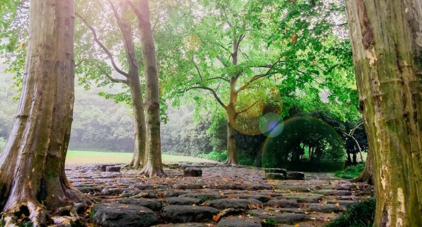 Jak artykuły promocyjne pomagają rozpromować Łomżyński Park Krajobrazowy Doliny Narwi. Koszulki dla biegaczy biją rekordy popularności