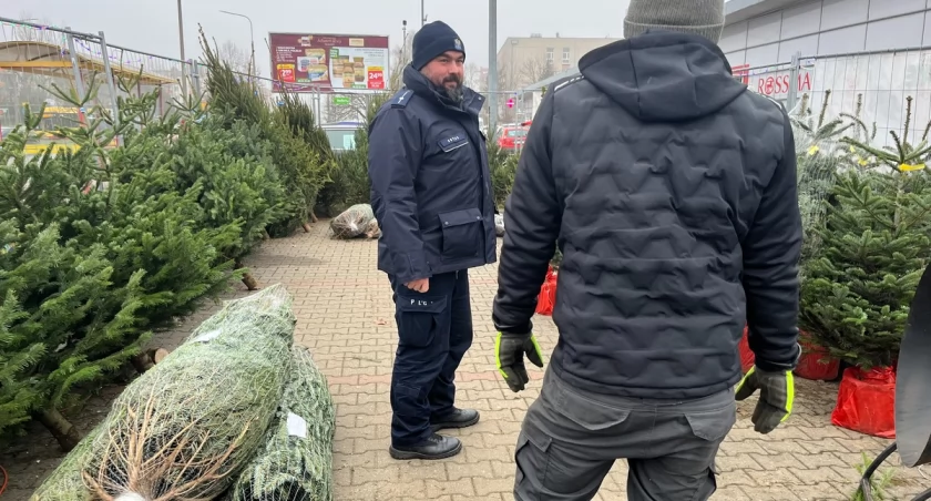 Świąteczne drzewko tylko legalnie. Za kradzież grożą surowe kary [FOTO]