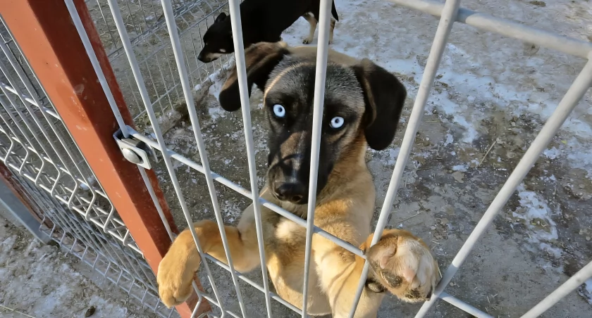 Karma, leki i ocieplone budy. ZGO i władze miasta wspierają 