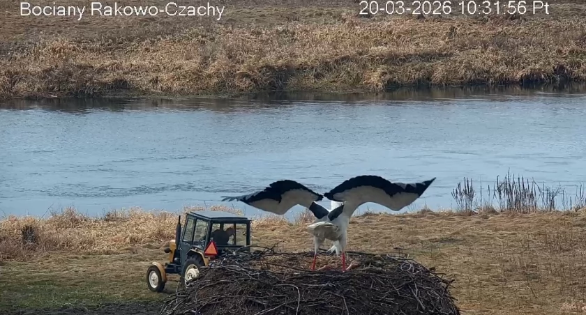 Pierwszy bocian już w gnieździe! Wiosna zawitała w Rakowie-Czachach [FOTO]