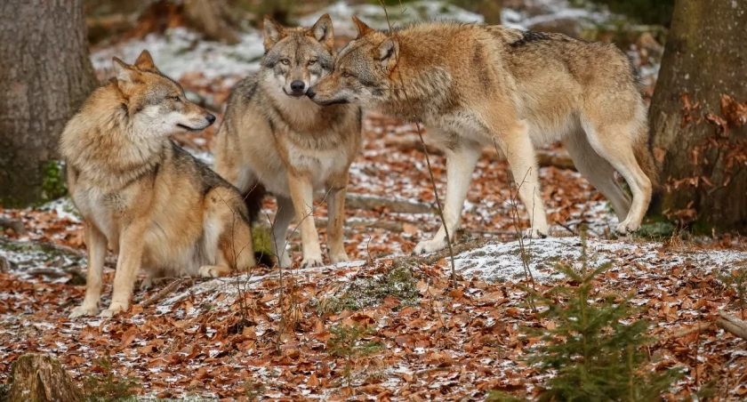 Uwaga na wilki! Władze ostrzegają mieszkańców 
