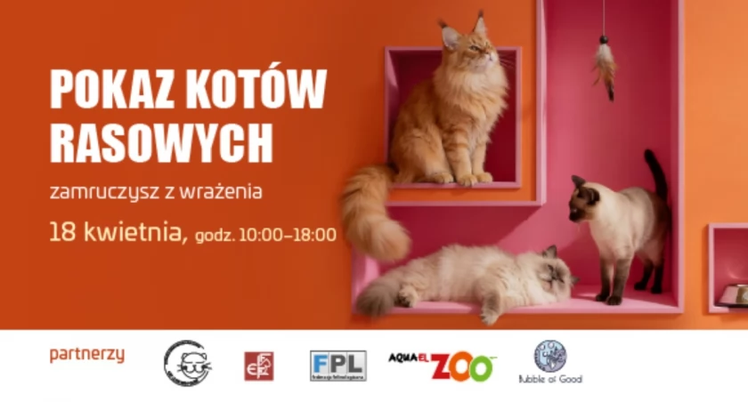 Pokaz kotów rasowych w Galerii Veneda