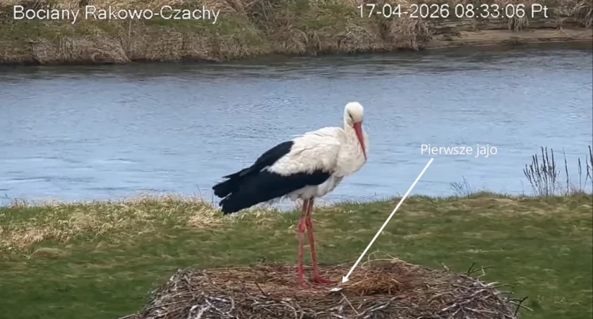 Pierwsze jajo w bocianim gnieździe w Rakowie-Czachach!