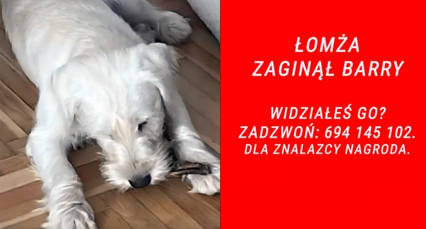 Biały szczeniak zniknął bez śladu. Właściciele nie wykluczają przywłaszczenia