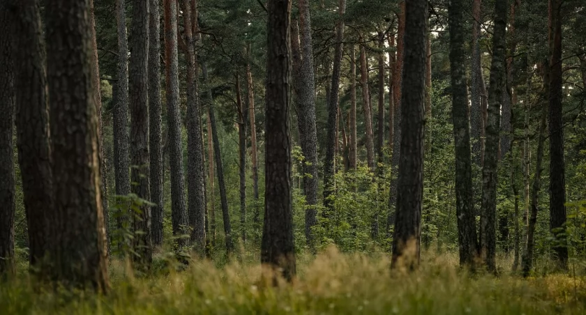 Masz kasę na inwestycję? Pod młotek trafia las i pastwiska pod Łomżą