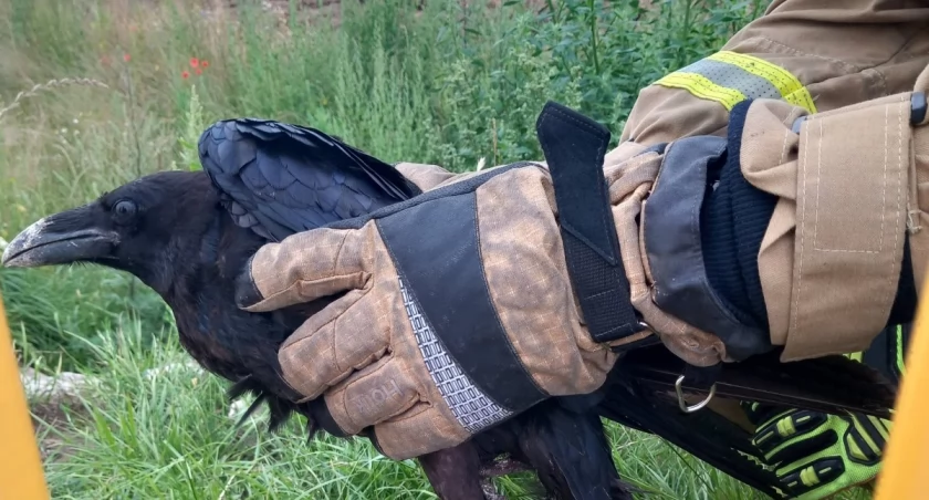 Nietypowa interwencja OSP: uratowanym kruk [FOTO]