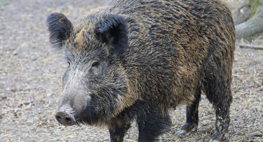 Rusza odstrzał dzików w powiecie łomżyńskim