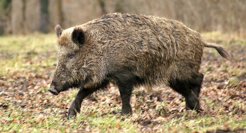 Odstrzelą dziki w powiecie łomżyńskim