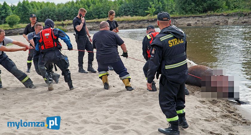 Okropieństwo! Ktoś obciął głowę i kończyny koniowi, zwłoki wrzucił do rzeki [VIDEO i FOTO]