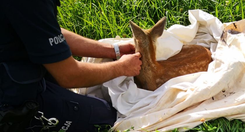 Policjanci ratowali małą sarnę [FOTO]