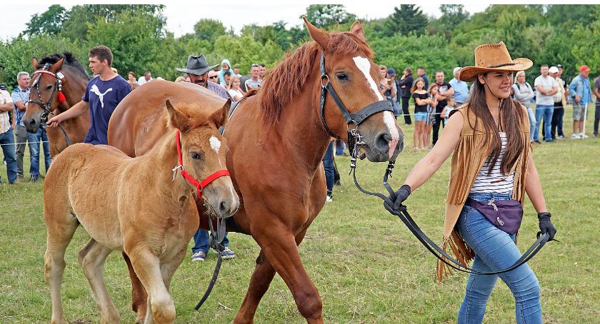 Przepiękne konie na wystawie w Piątnicy [VIDEO i FOTO]