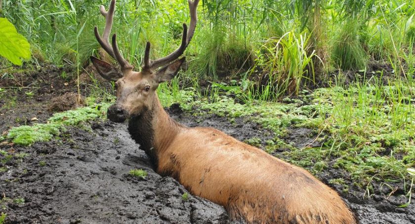 Podlascy leśnicy uratowali jelenia, który wpadł w bagno [VIDEO]