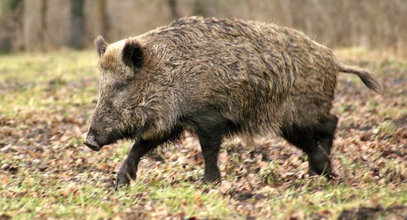 Padłe dziki w gminie Jedwabne. Jakie są objawy ASF?