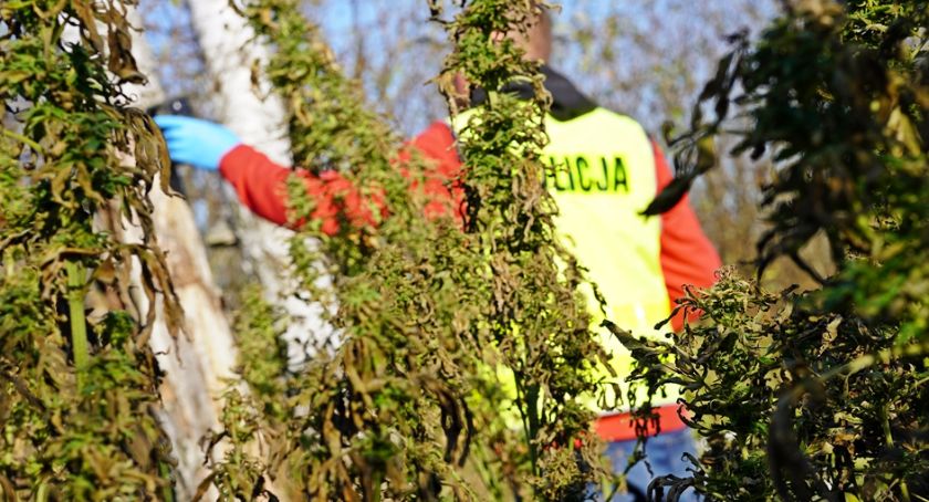 Narkotykowy biznes w Mątwicy. Kilkadziesiąt kilogramów ziela konopi i nielegalne uprawy [VIDEO i FOTO]