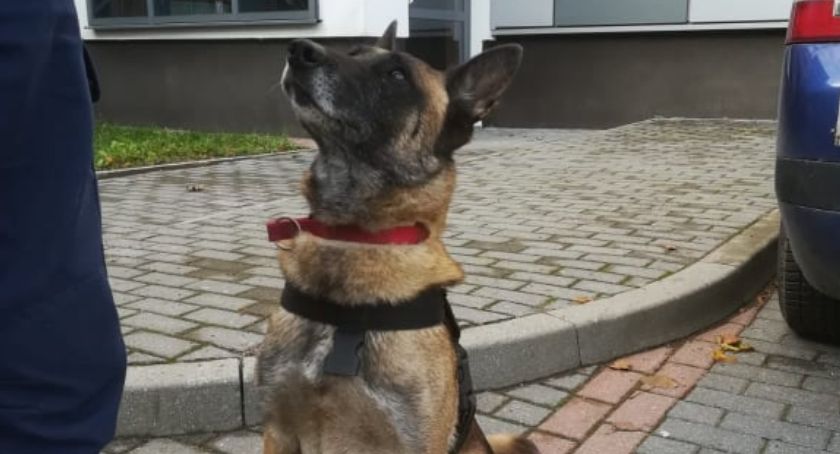 Czworonożna funkcjonariuszka wywęszyła narkotyki