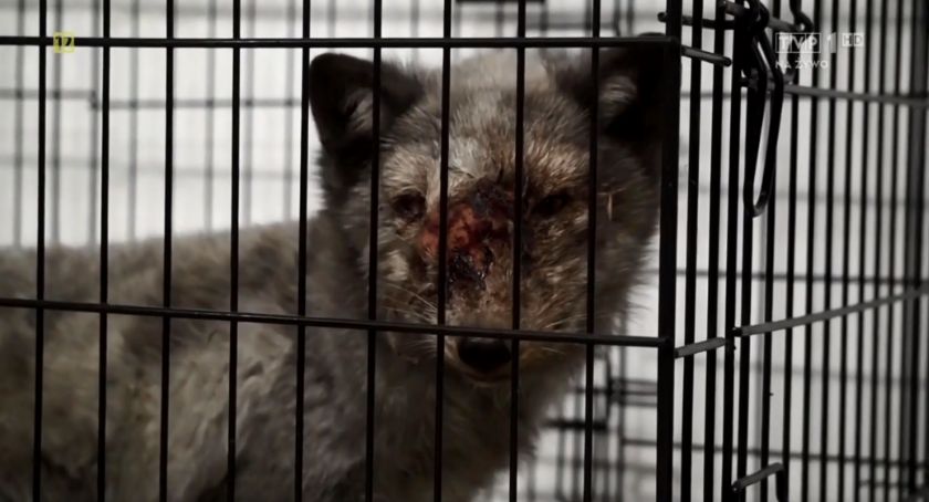 Ferma zwierząt futerkowych spod Zambrowa w 