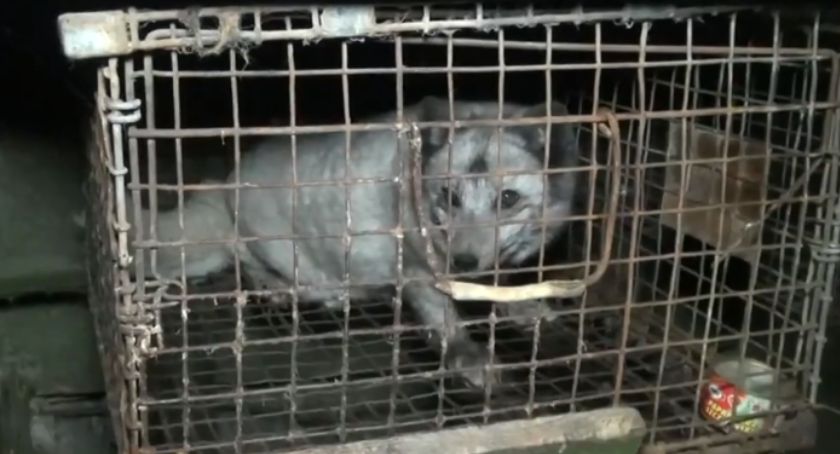Prokuratura zajęła się sprawą fermy spod Zambrowa