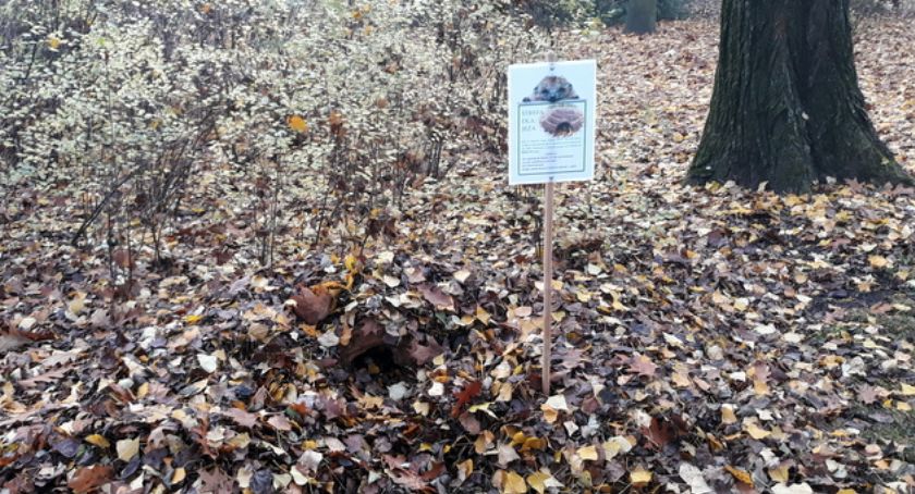 Łomża: Jeże mają swoje zimowe domki [FOTO]