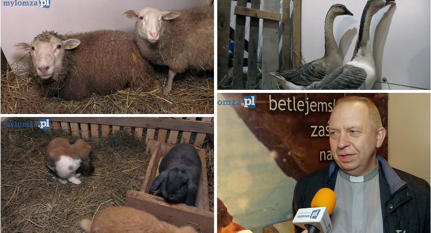 Odwiedziliśmy żywą szopkę bożonarodzeniową w Łomży [VIDEO]