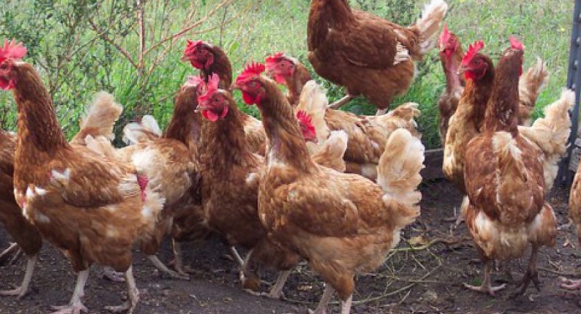 Apel Podlaskiego Wojewódzkiego Lekarza Weterynarii ws. wysoce zjadliwej grypie ptaków H5N8