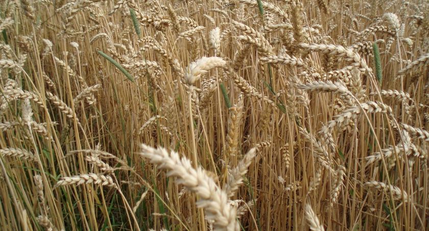 300 tys. zł dla rolników na odtworzenie potencjału produkcji rolnej 