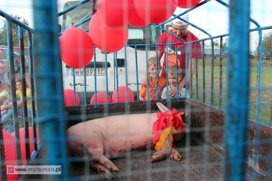 Po żywą świnię pobiegli do Giełczyna [VIDEO i FOTO]