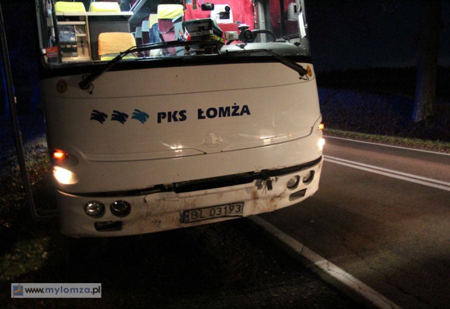 Dziki wyskoczyły pod koła autobusu. Padło aż sześć sztuk [FOTO]