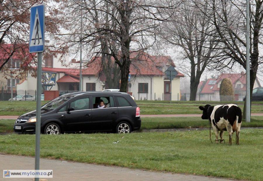 Głodna krowa na wypasie [FOTO]