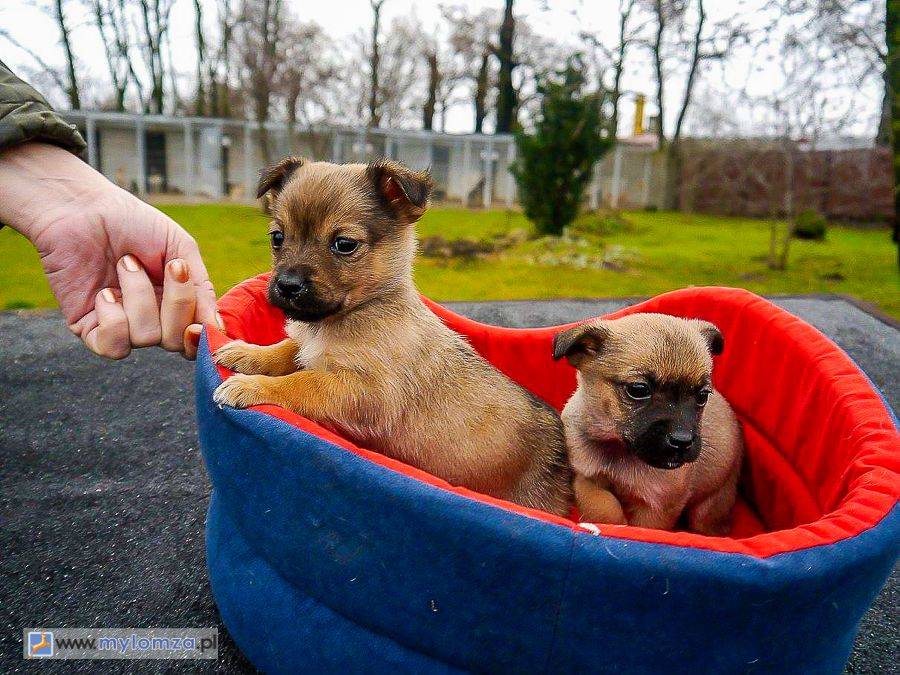 Dwa maluchy czekają na adopcję [FOTO]
