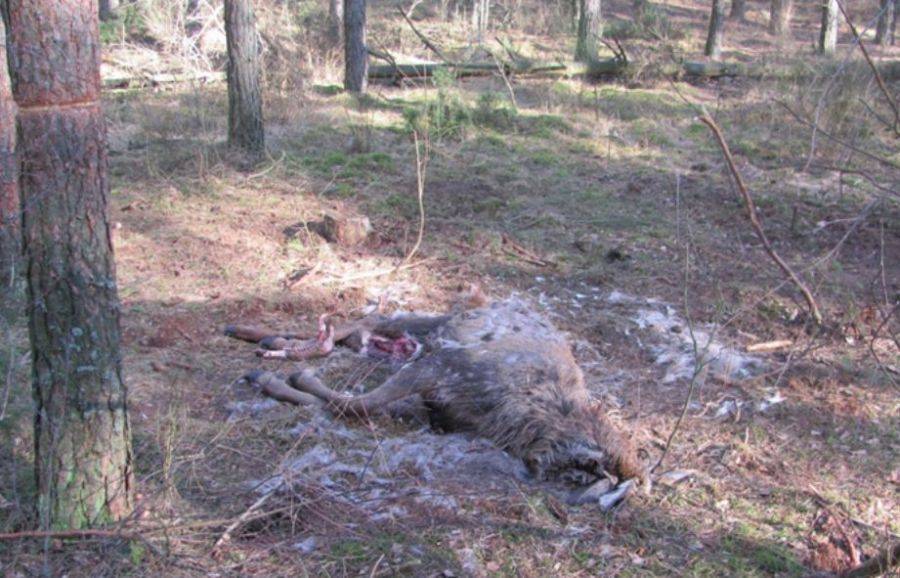 Niebywałe bestialstwo kłusownika [FOTO]