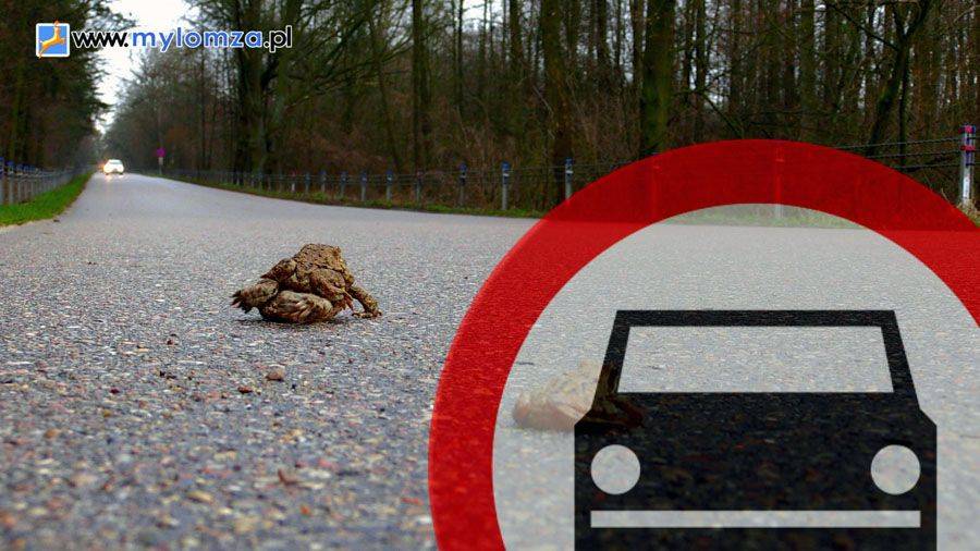 Zablokują drogę do Drozdowa? Pierwszeństwo mają żaby! [VIDEO]