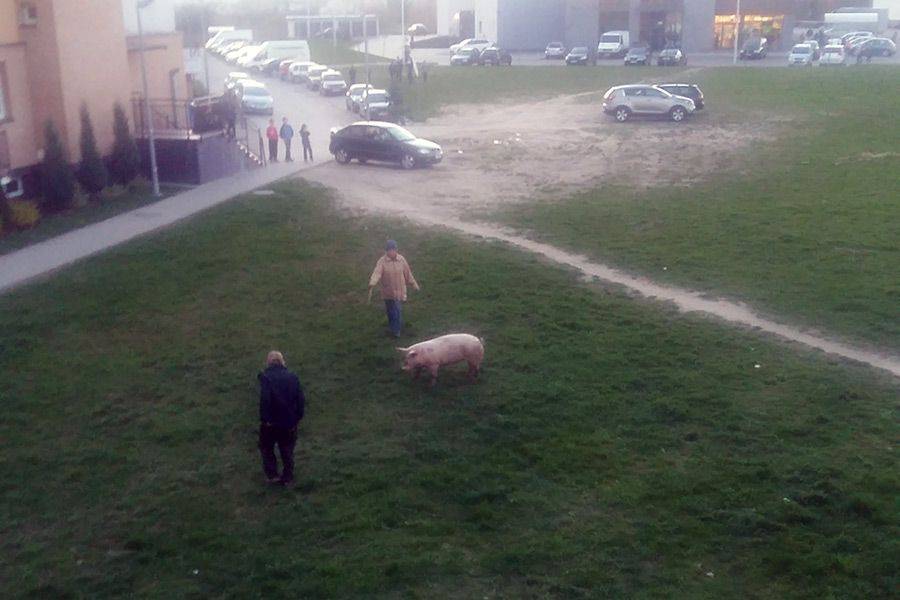 Świnka wybrała się na spacer po Łomży [VIDEO i FOTO]