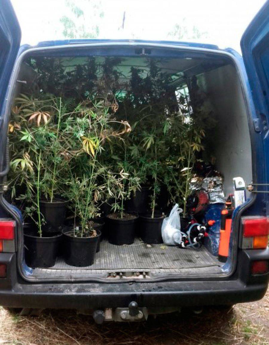 Zlikwidowano plantację narkotyków w powiecie łomżyńskim [VIDEO i FOTO]
