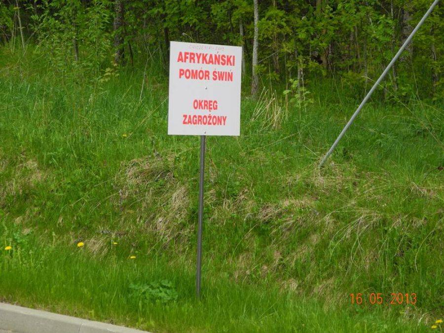 Wykryto ognisko ASF. To 40 kilometrów od Łomży!