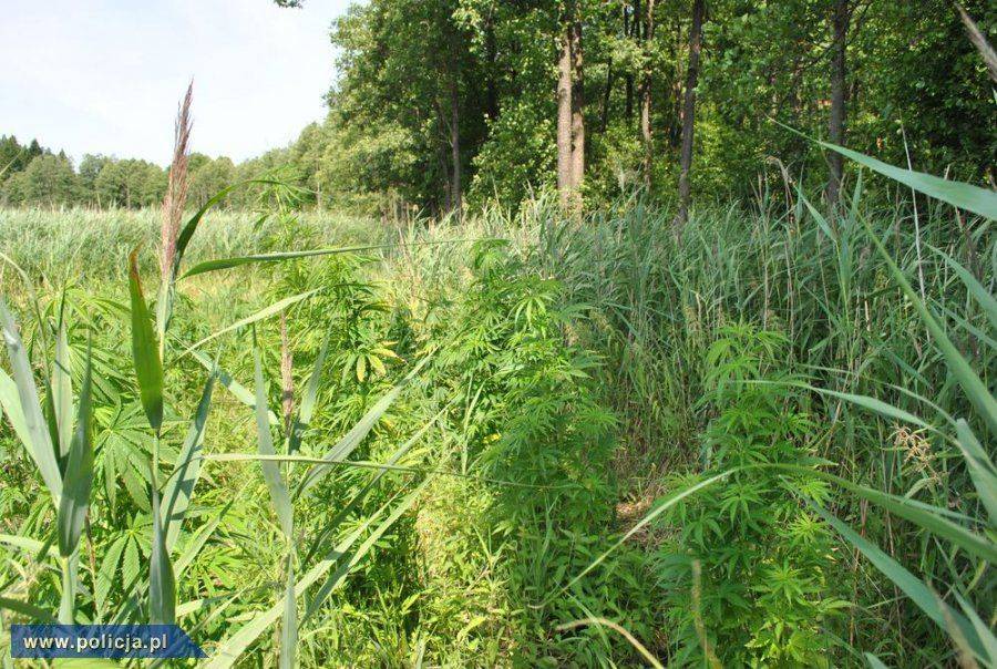 Leśna plantacja konopi odkryta