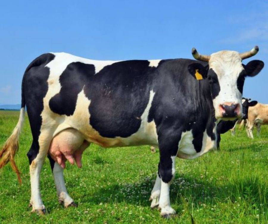 Ceny mleka wreszcie w górę!