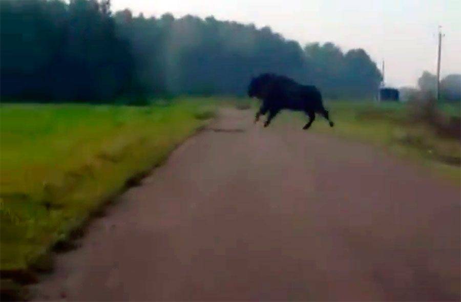 Kolejna wizyta żubra w okolicy. Tym razem za Śniadowem [VIDEO]