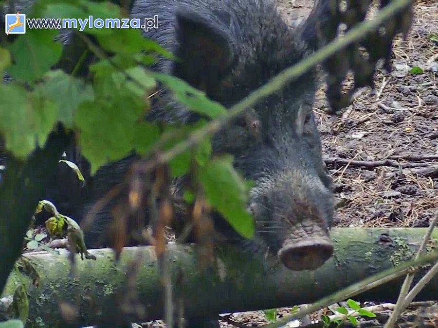 Rozpoczęło się liczenie dzików [VIDEO]