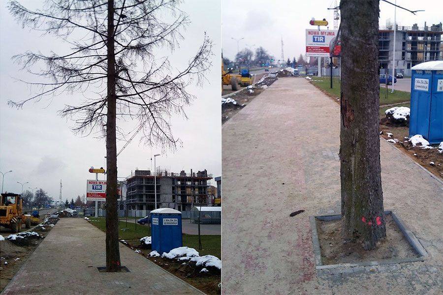 Suchy świerk na Szosie Zambrowskiej do wycięcia?
