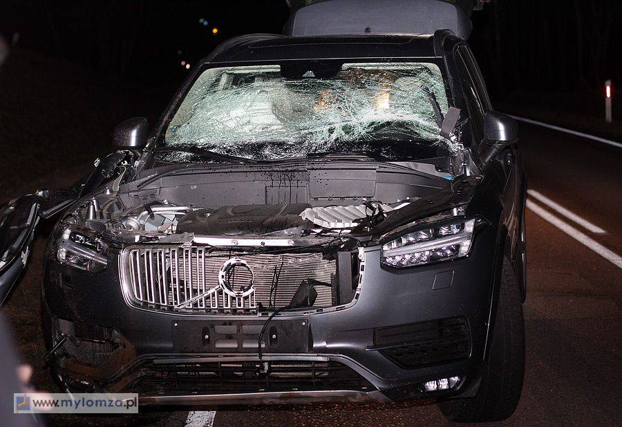 Mocne volvo kontra łoś [FOTO]